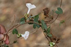 Ipomoea marginata